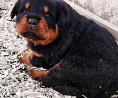 Des chiots rottweiler - 2