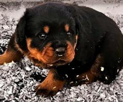 Des chiots rottweiler - 3
