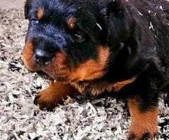 Des chiots rottweiler - 4