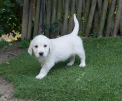 Chiot golden retriever