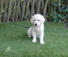 Chiot golden retriever - 2