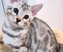 Chats du Bengale - 2