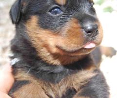 Des chiots rottweiler
