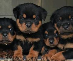 A VENDRE – SUPERBES CHIOTS ROTTWEILER - 2