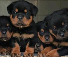 A VENDRE – SUPERBES CHIOTS ROTTWEILER - 3