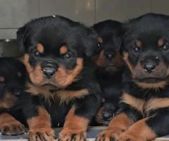 A VENDRE – SUPERBES CHIOTS ROTTWEILER - 4