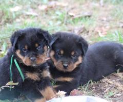 Des chiots rottweiler - 2