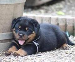Des chiots rottweiler - 3