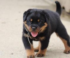 Des chiots rottweiler - 4