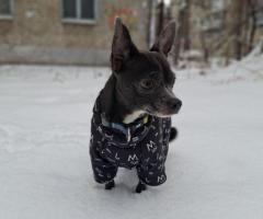 Adorable chihuahua prêt à être adopté