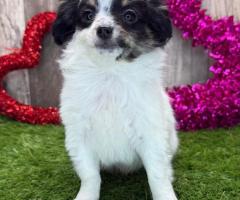 Chihuahua à adopter