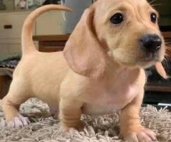 ⭐ L'herbe est DISPONIBLE ⭐